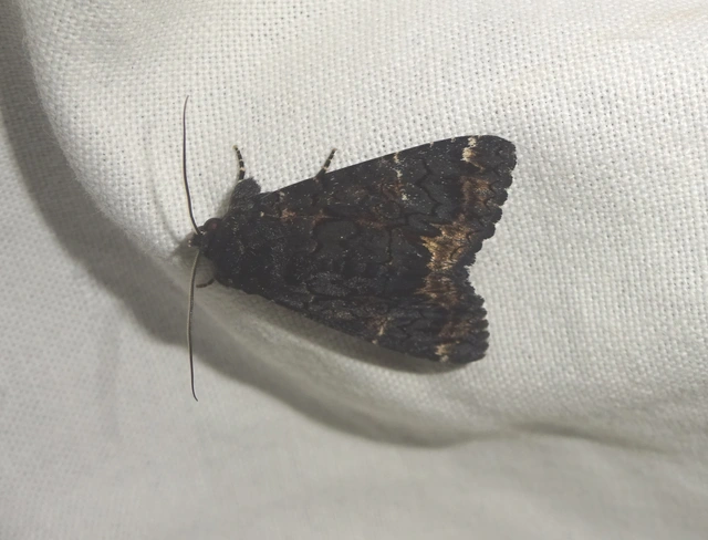 Catephia alchymista - fekete övesbagoly