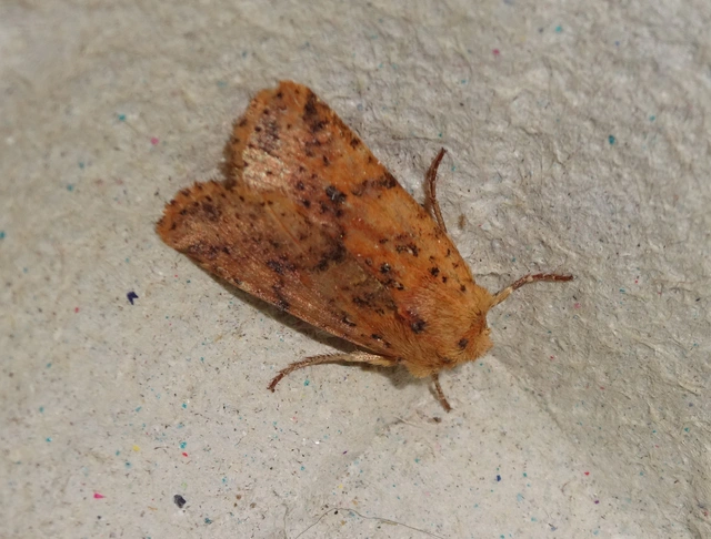 Conistra rubiginea - vörös őszibagoly