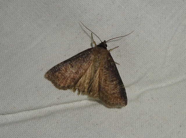 Lygephila procax - fekete csüdfűbagoly