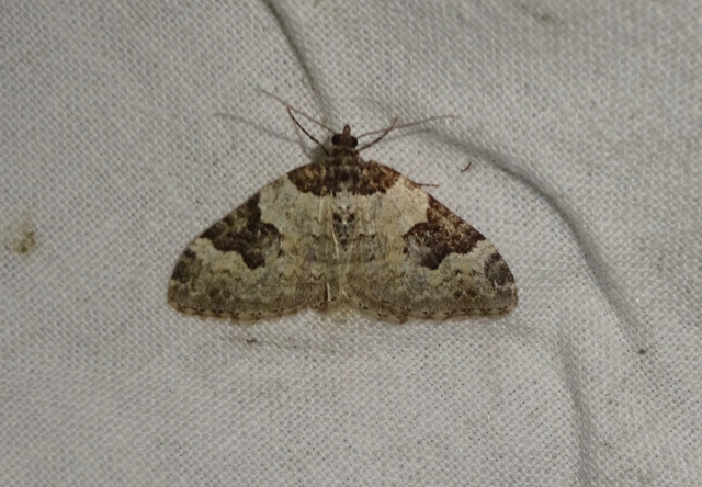 Xanthorhoe fluctuata - közönséges tarkaaraszoló