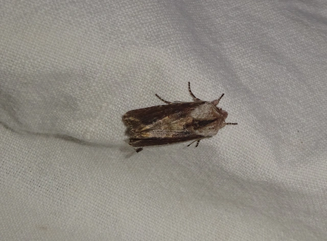 Egira conspicillaris - változékony szürkebagoly