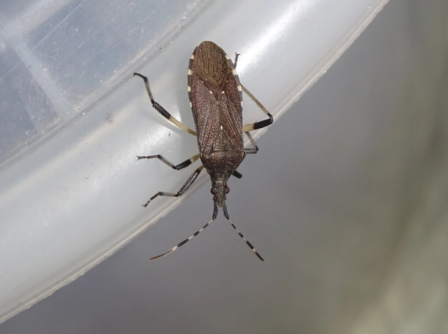 Dicranocephalus