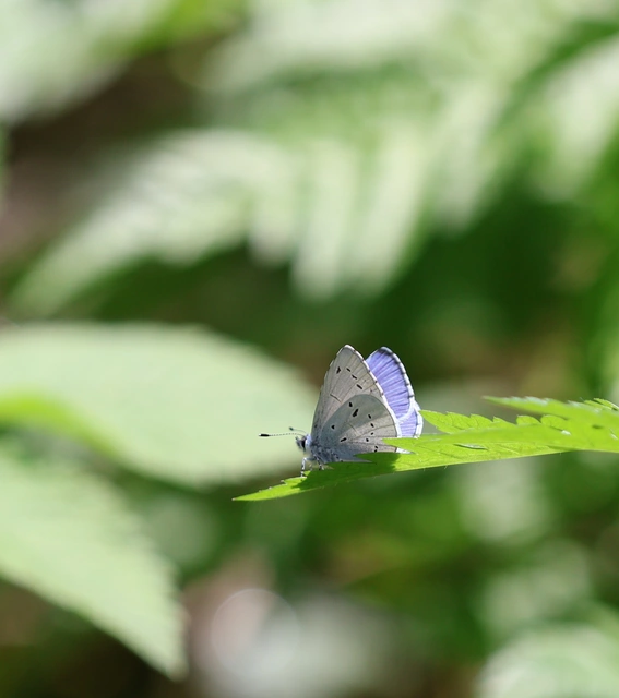 Celastrina argiolus - bengeboglárka