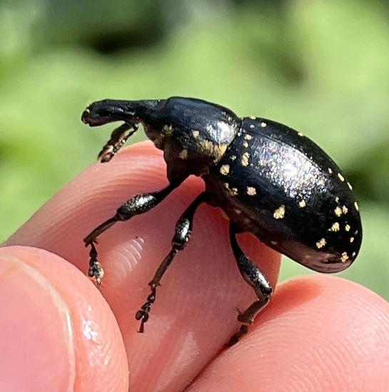 Liparus