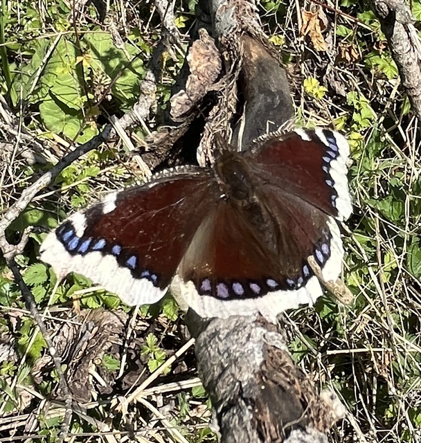 Nymphalis antiopa - gyászlepke