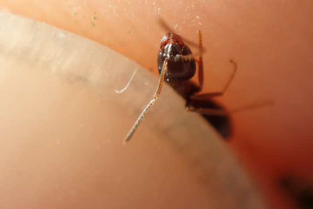 Lasius platythorax - erdei feketehangya