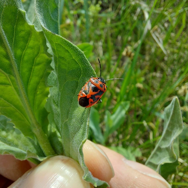 Eurydema ornata - díszespoloska Eurydema ornata - díszespoloska