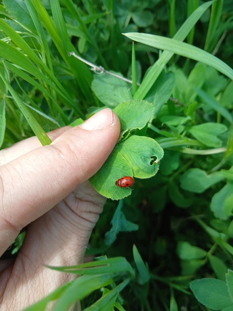 Gonioctena fornicata - közönséges lucernabogár