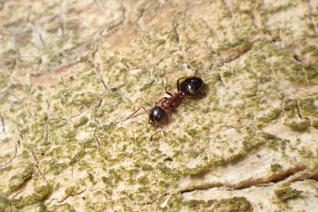 Dolichoderus quadripunctatus - négypettyes erdeihangya