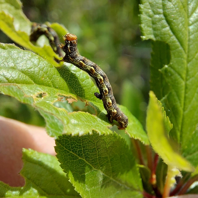Erannis defoliaria - nagy téliaraszoló