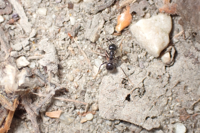 Lasius fuliginosus - kartonépítő fahangya