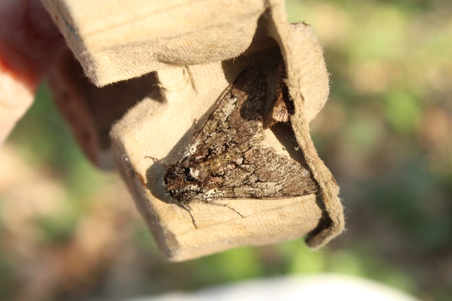 Biston strataria - barnapettyes araszoló