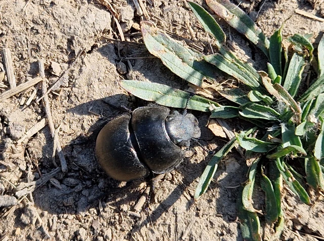 Lethrus apterus - nagyfejű csajkó