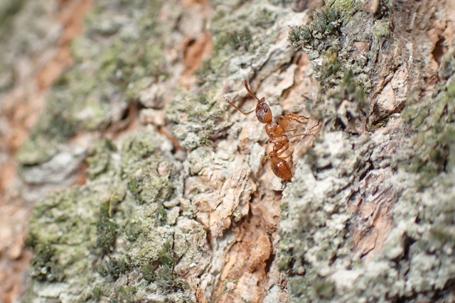 Myrmica rubra - közönséges bütyköshangya