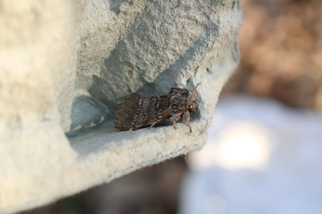 Drymonia ruficornis - cserfa-púposszövő