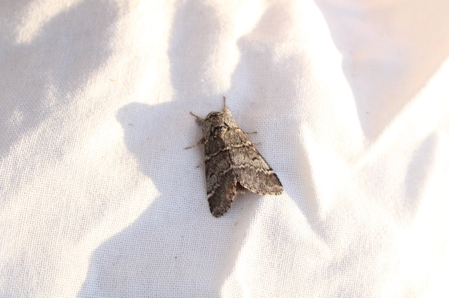 Drymonia ruficornis - cserfa-púposszövő