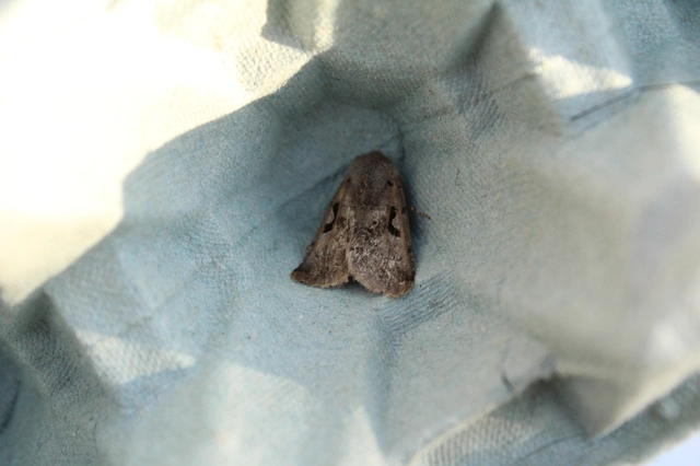 Orthosia gothica - feketefoltos barkabagoly