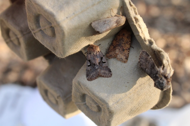 Orthosia gothica - feketefoltos barkabagoly