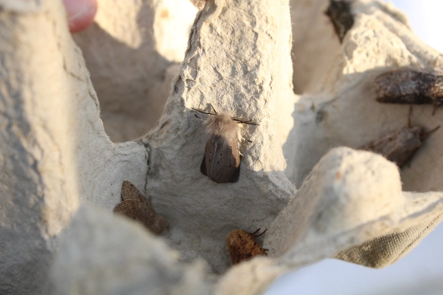 Diaphora mendica - felemás medvelepke