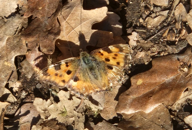 Nymphalis polychloros - nagy rókalepke