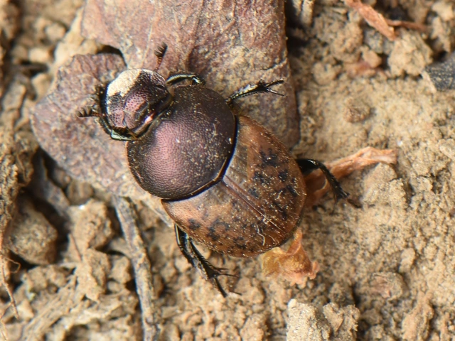 Onthophagus coenobita - rezes trágyatúró