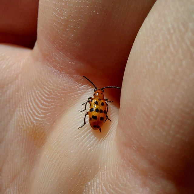 Crioceris quatuordecimpunctata - tizennégypontos spárgabogár