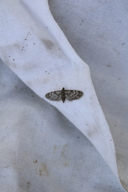 Eupithecia dodoneata - tölgy-törpearaszoló