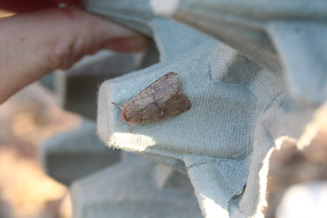 Orthosia cerasi - közepes barkabagoly