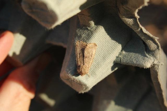 Orthosia cerasi - közepes barkabagoly