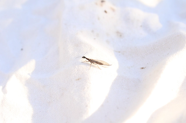 Raphidioptera - Tevenyakú-fátyolkák