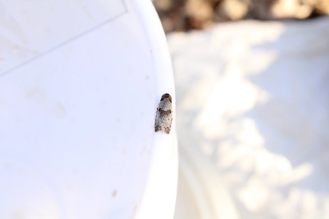 Pseudeulia asinana - korai sodrómoly