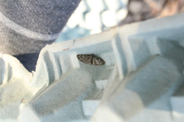 Eupithecia dodoneata - tölgy-törpearaszoló