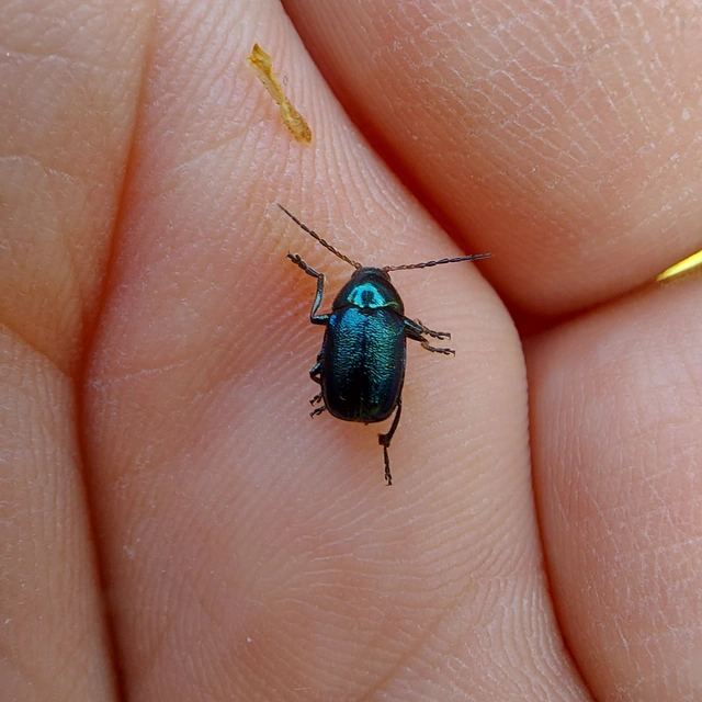 Cryptocephalus schaefferi - lapátlábú zömökbogár Cryptocephalus schaefferi - lapátlábú zömökbogár