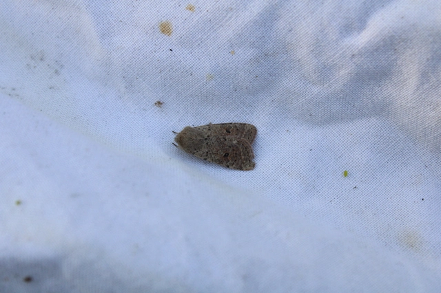 Orthosia cruda - kis barkabagoly