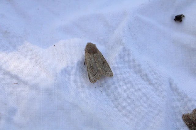 Orthosia cerasi - közepes barkabagoly