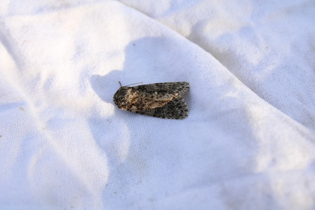 Acronicta rumicis - sóska-szigonyosbagoly Acronicta rumicis - sóska-szigonyosbagoly