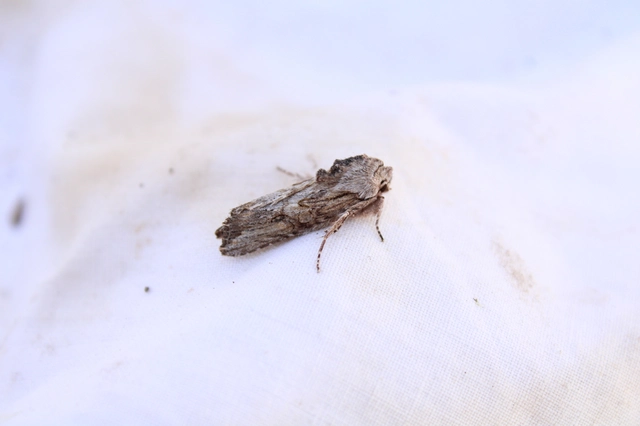 Egira conspicillaris - változékony szürkebagoly