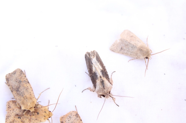 Egira conspicillaris - változékony szürkebagoly