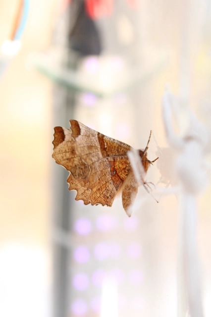 Selenia lunularia - egyfoltos holdasaraszoló