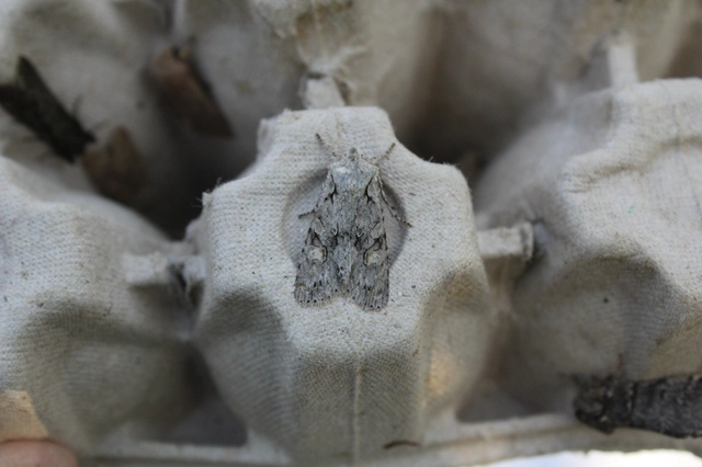 Lithophane ornitopus - közönséges fabagoly