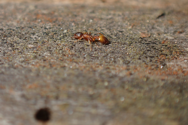 Temnothorax affinis - erdei kéreghangya