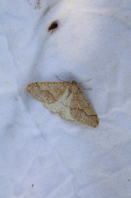 Agriopis marginaria - sárgás téliaraszoló
