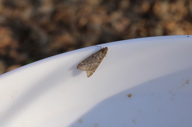 Alsophila aescularia - vadgesztenye-araszoló