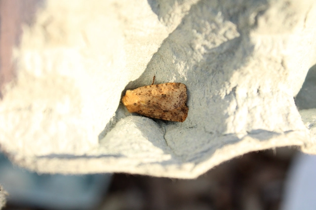 Conistra rubiginea - vörös őszibagoly