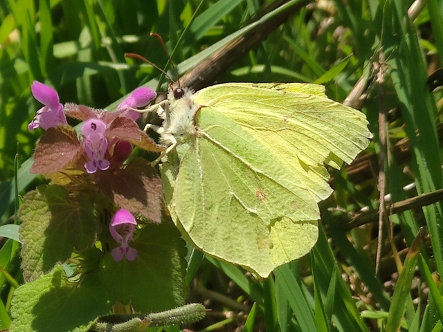 Gonepteryx rhamni - citromlepke