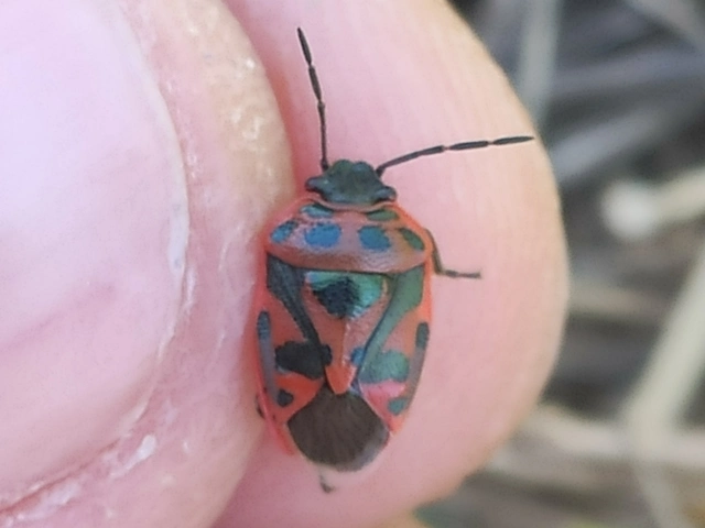 Eurydema ornata - díszespoloska Eurydema ornata - díszespoloska
