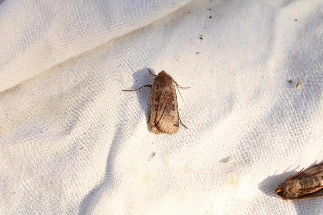 Conistra erythrocephala - vörösfejű őszibagoly