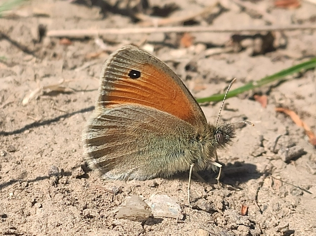 Coenonympha pamphilus - kis szénalepke
