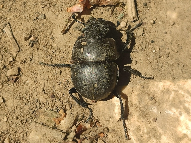 Lethrus apterus - nagyfejű csajkó
