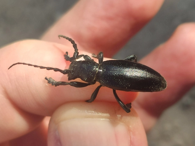 Dorcadion aethiops - fekete gyalogcincér